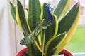 Handcrafted Glass Peacock Plant Decor